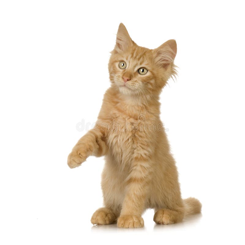 1,600+ Ginger Cat Meow Stock Photos, Pictures & Royalty-Free