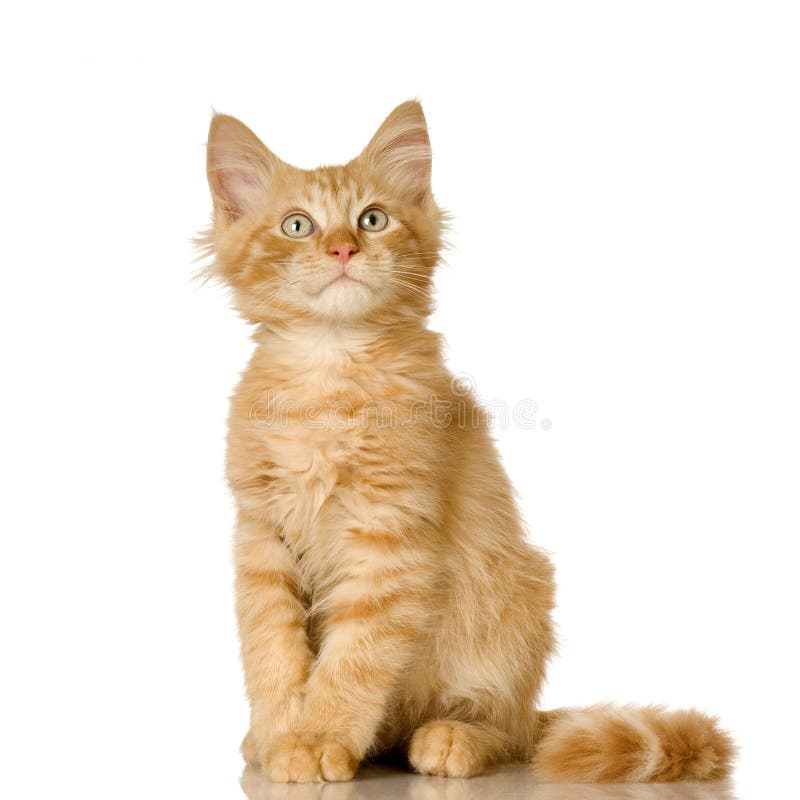 103 Kitten Scales Stock Photos - Free & Royalty-Free Stock Photos from  Dreamstime