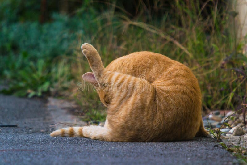 Licking Balls Stock Photos Free & RoyaltyFree Stock Photos from