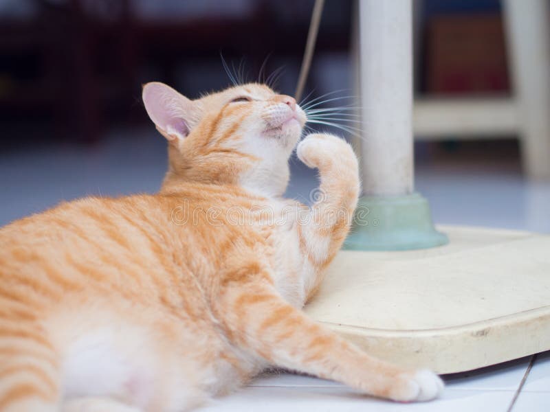 Ginger Cat Licking Its Hand Stock Image Image of adorable, licking