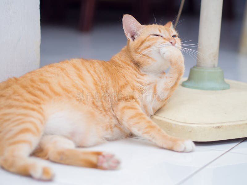 Ginger Cat Licking Its Hand Stock Image Image of adorable, licking