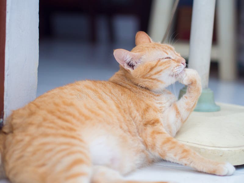 Ginger Cat Licking Its Hand Stock Image Image of adorable, licking