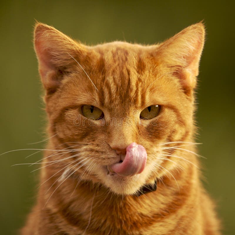 Ginger Cat Licking its nose