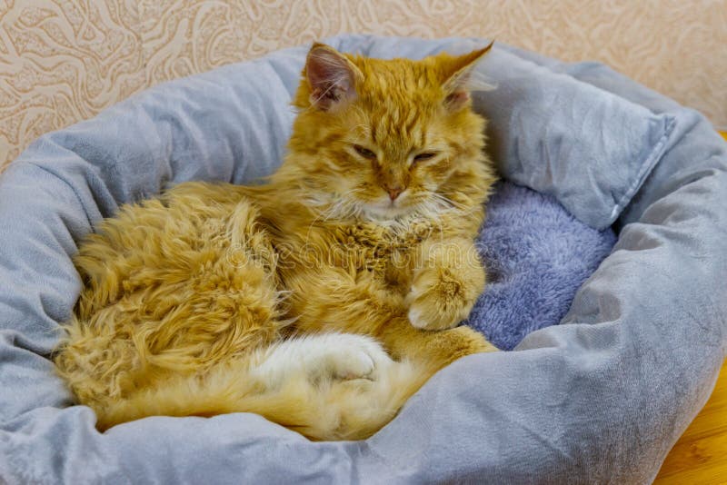 Ginger Cat Lying in His Soft Cozy Cat Bed Stock Photo Image of indoor, kitty 233100364