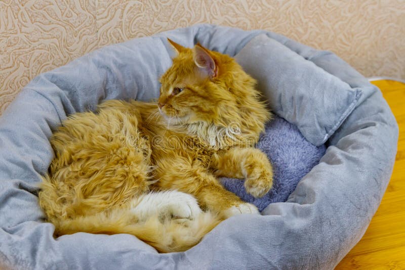Ginger Cat Lying in His Soft Cozy Cat Bed Stock Photo Image of pillow, grey 250189010