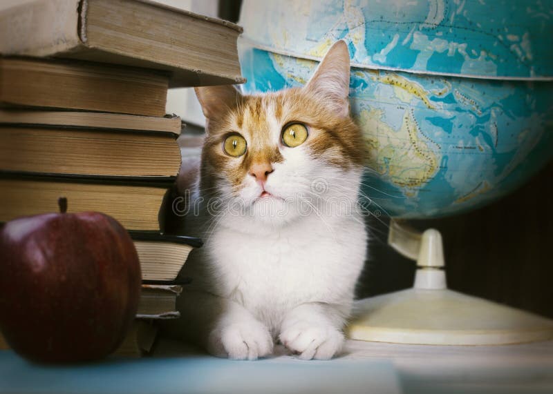 Ginger cat with old books and school globe, librarian cat, education