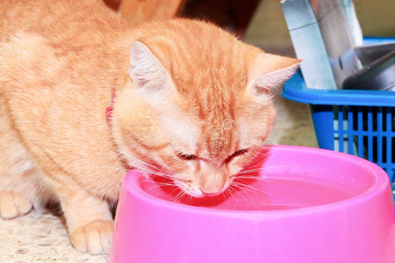 Orange Cat, Ginger Tabby Cat at Home Staring Forward Stock Photo
