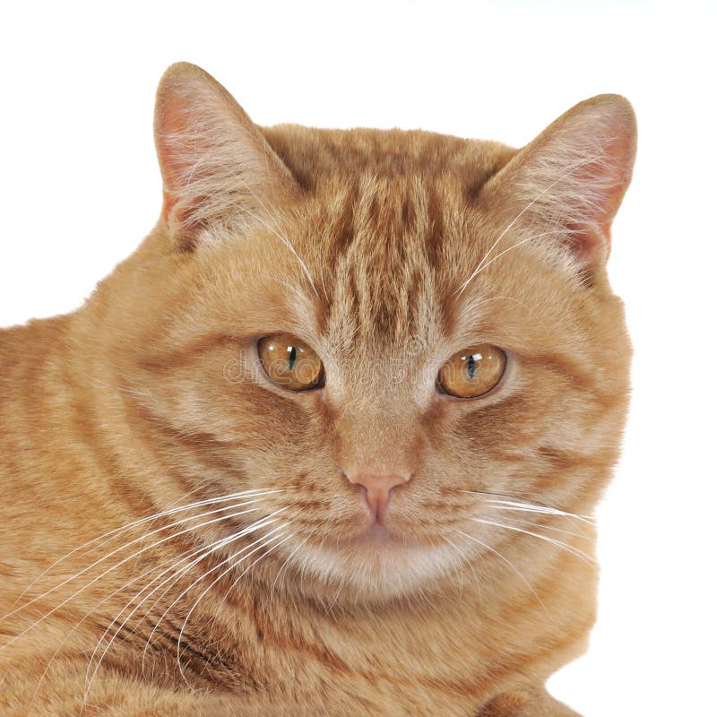 Ginger cat portrait stock photo. Image of look, face - 23554558