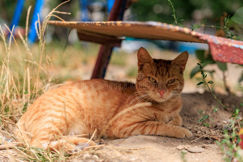 Ginger cat relaxing outdoors under bench in sunny garden royalty free stock photography