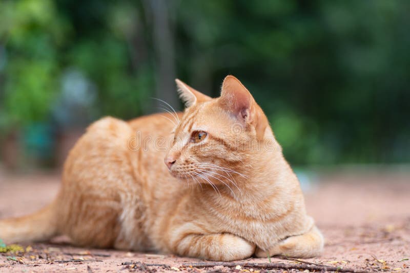 Ginger Cat Sitting on the Ground in the Garden Stock Photo Image of