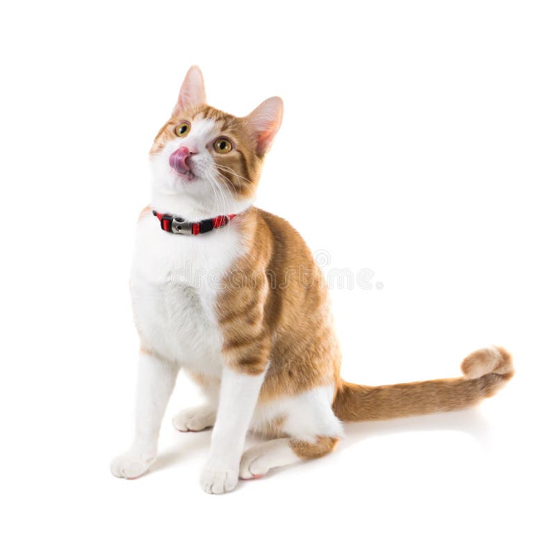 Ginger cat sitting in a red collar and licked