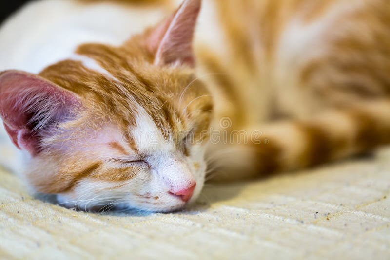 6,392 Ginger Cat Sleeping Photos Free & RoyaltyFree Stock Photos
