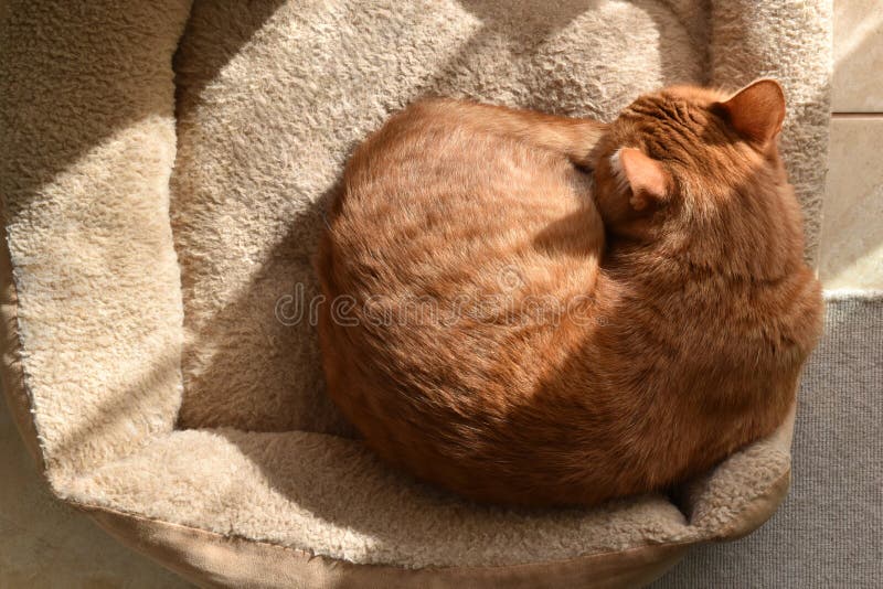 Ginger Cat Sleeping in Cat Bed at Home. Stock Image Image of indoor