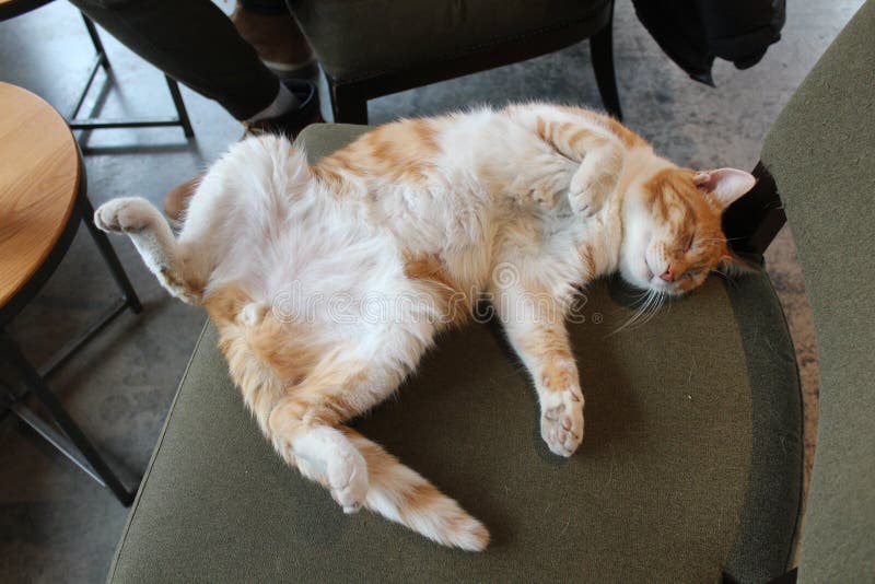 Ginger Cat Sleeping in a Funny Way Shot in Top View Stock Image - Image of sleep, ginger: 175912731 Ginger Cat Sleeping in a Funny Way Shot in Top View Stock Image - Image of sleep, ginger: 175912731