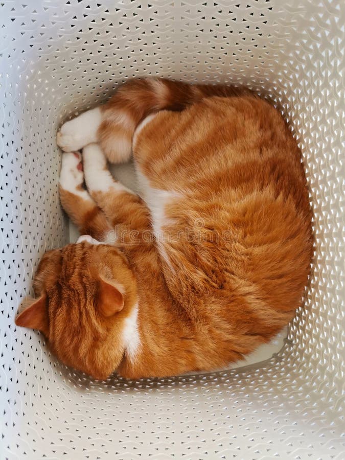 Ginger Cat Sleeping in a Laundry Basket Stock Photo Image of mammal