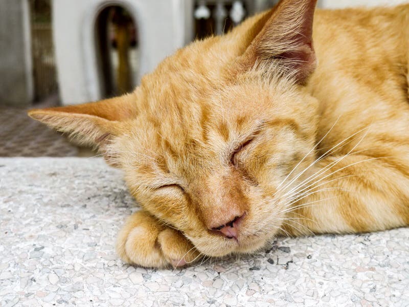 Ginger cat sleeping stock image. Image of inside, resting 17234429