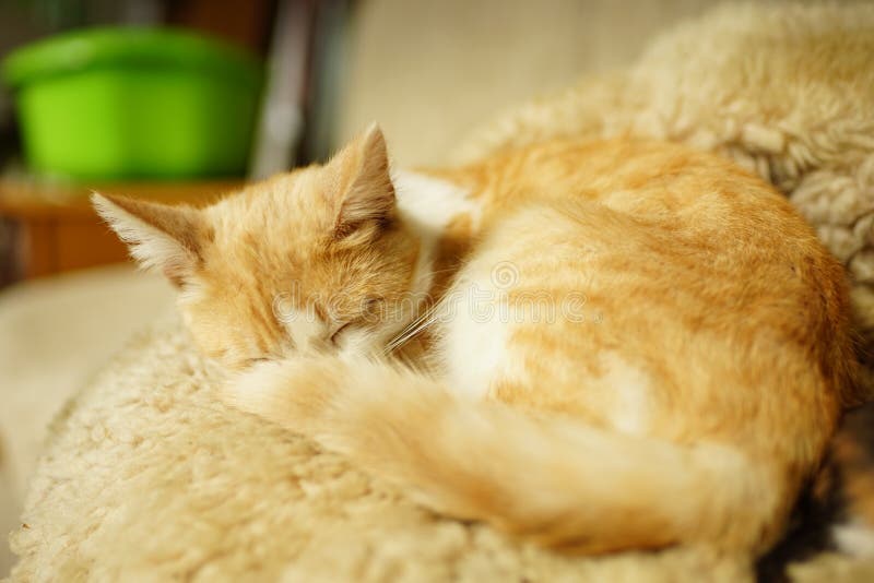 Ginger Cat Sleep on the Bed in a Rural Kitchen Stock Photo Image of