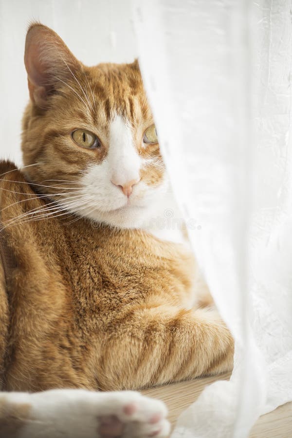 Ginger Cat Staring at Camera Stock Image Image of furry, breed 223704023