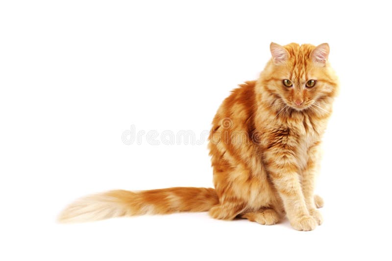 Ginger Cat is Staring at the Set of Color Pencils through the Ripped