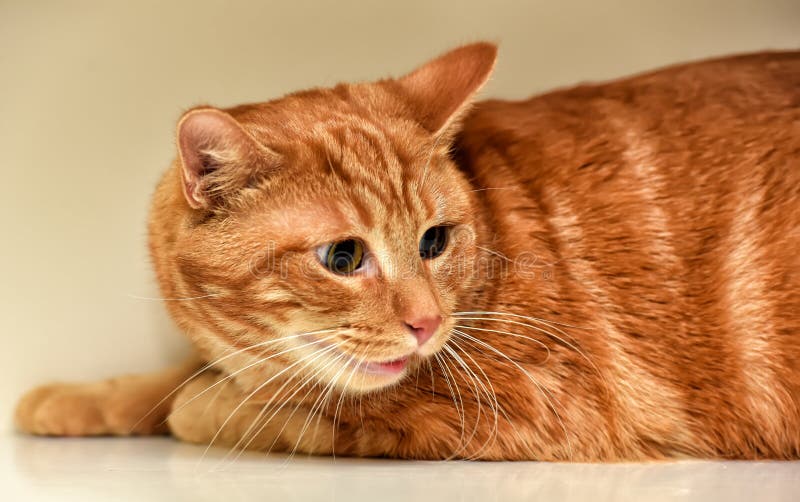 Ginger cat stock image. Image of cute, color, curious - 67905081