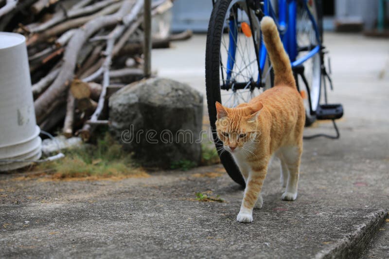 Ginger Cat Take a Walk in the Village of Road Stock Image Image of