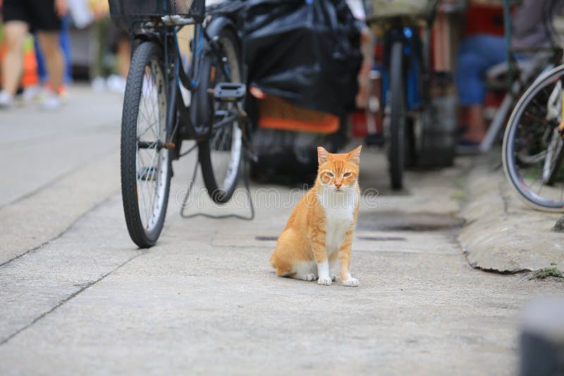 Ginger Cat Take a Walk in the Village of Road Stock Image Image of