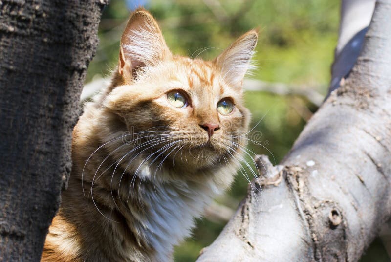 Ginger cat in a tree stock photo. Image of adorable, catus - 33307166