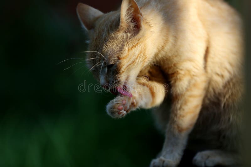 Ginger Cat With Whiskers Licking Her Paws Stock Image ...