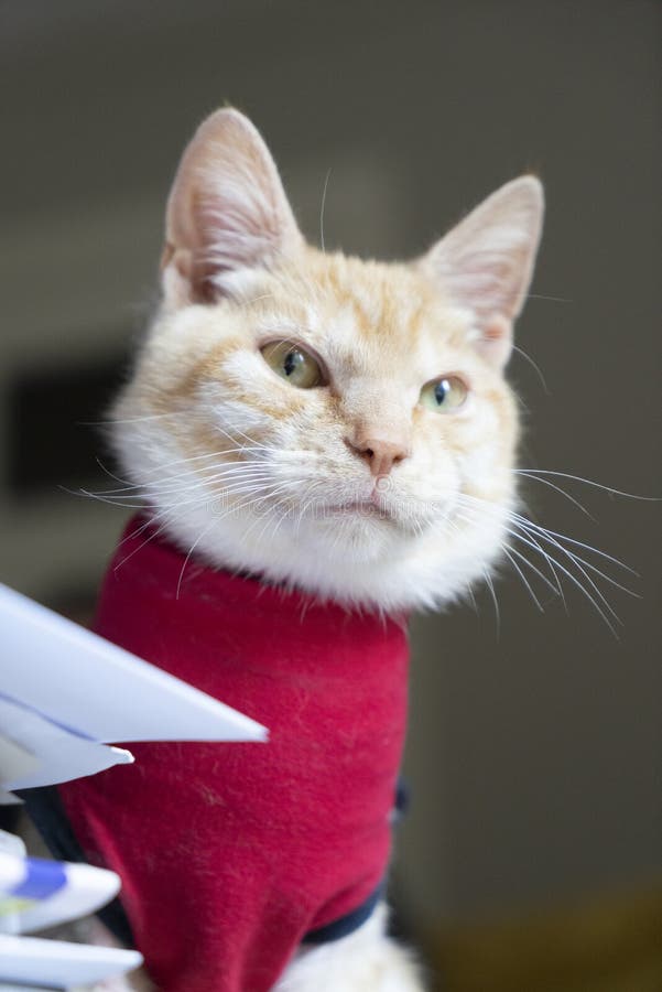 Cat wearing coat Stock Photo by ©willeecole 19448595