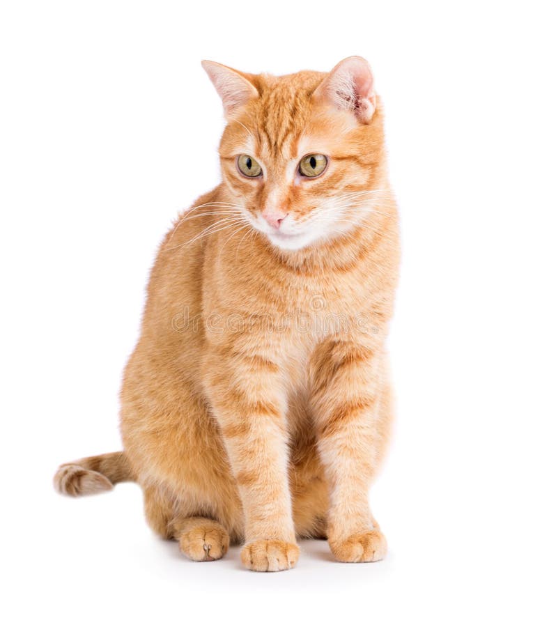 Ginger Cat on White Background Stock Photo - Image of tongue, color:  152214694