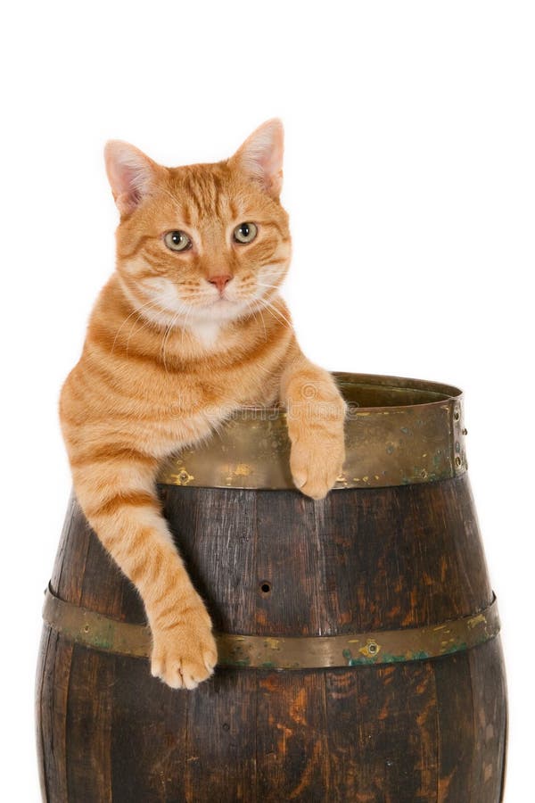 Cat with Sign and Rum in Prison Stock Image - Image of beige, creative:  167814463