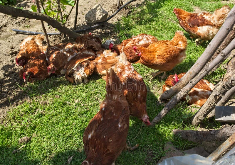 Ginger chickens having fun stock photo. Image of agriculture 100180968