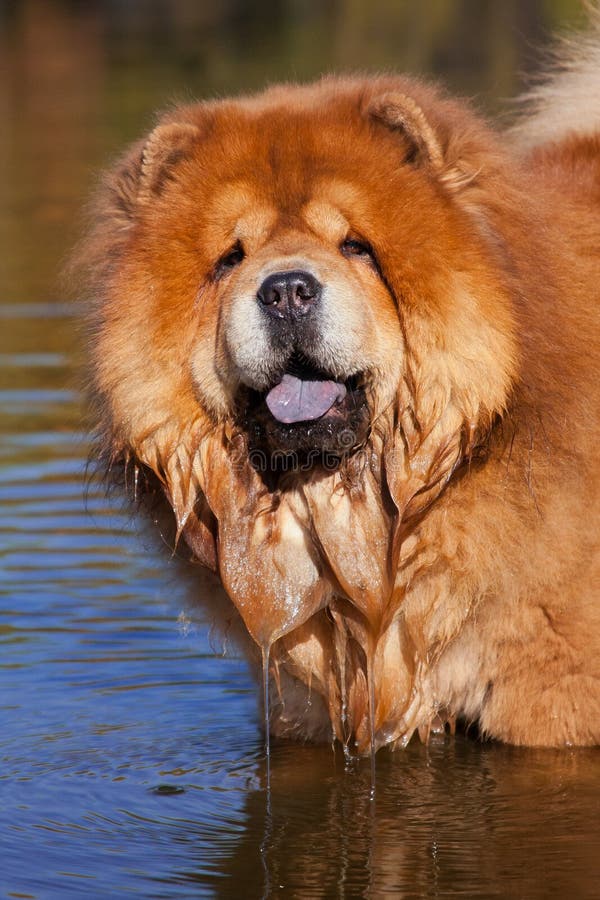 Ginger Chow Chow dog, portrait in the water