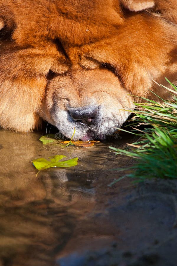 Ginger Chow Chow dog, portrait in the water
