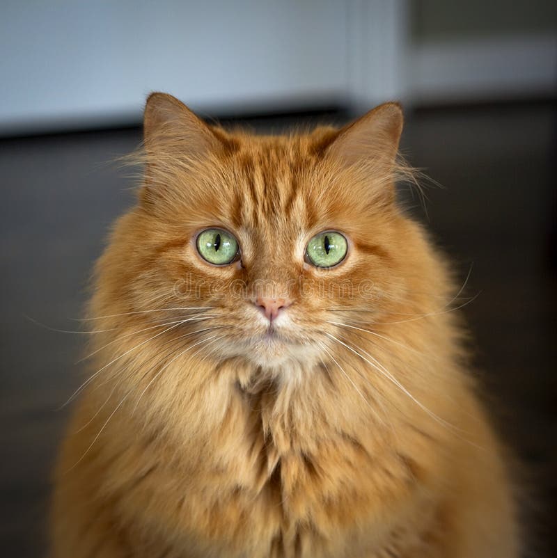 Ginger Cat Staring stock image. Image of curious, relax 176839287