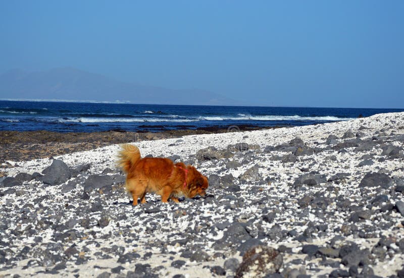 Ginger dog on the beach stock photography Ginger dog on the beach stock photography