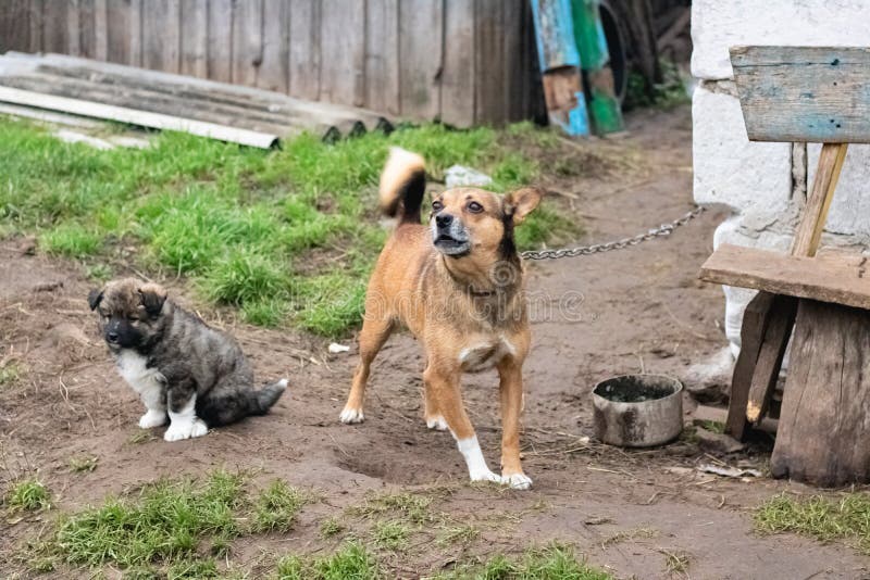Ginger Dog and Gray Puppy in Yard Stock Image Image of beast, pair