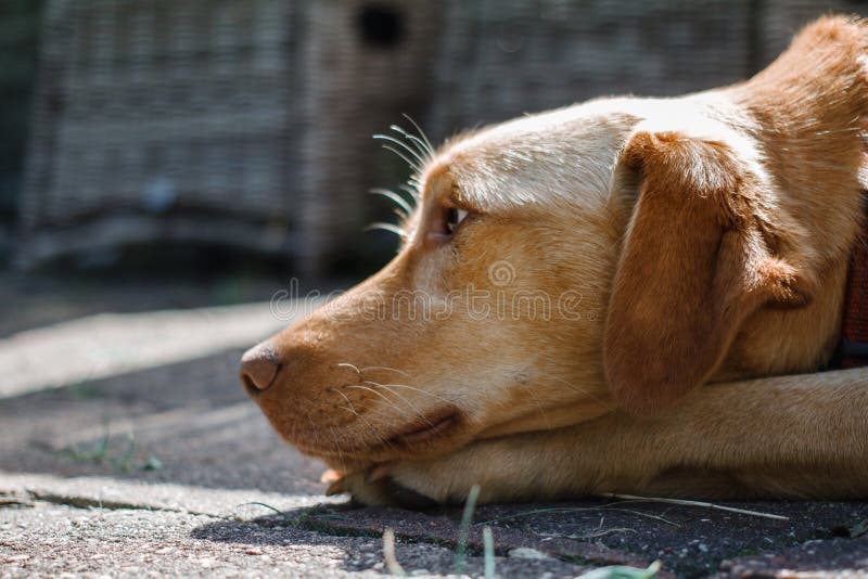 The Ginger Dog Looks Sideways With A Sad Look. Stock Image Image of