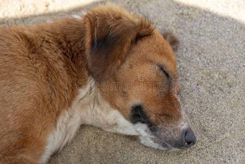 A Ginger Dog Sleeping stock images A Ginger Dog Sleeping stock images