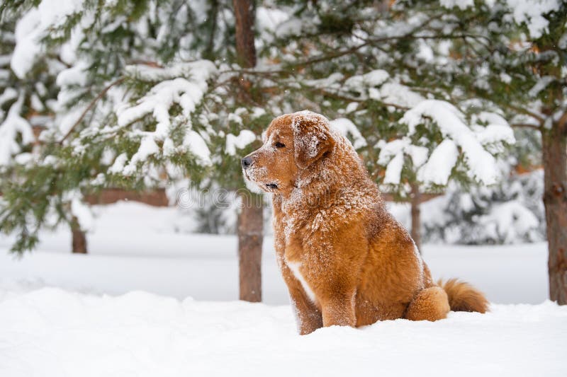 A ginger dog of the Tibetan Mastiff breed sits in the snow and looks to the side.