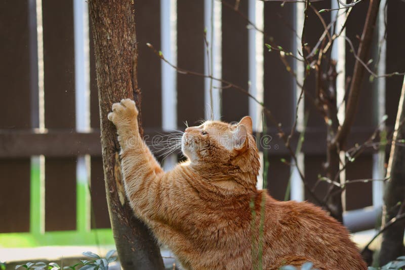 Ginger Domestic Cat Scratches Tree