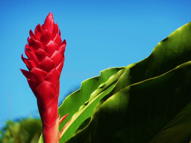 Ginger Flower stock photo. Image of beautiful, green 15120316