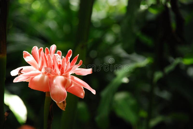 ginger flower