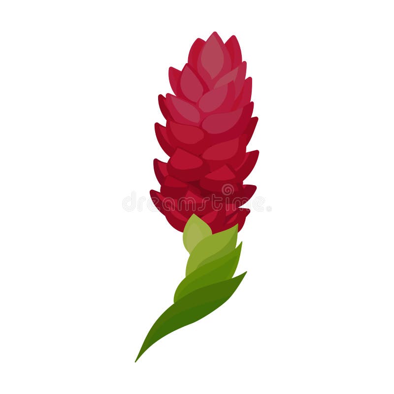 Red Ginger Flower With Green Stem. Tropical Plant. Nature Theme