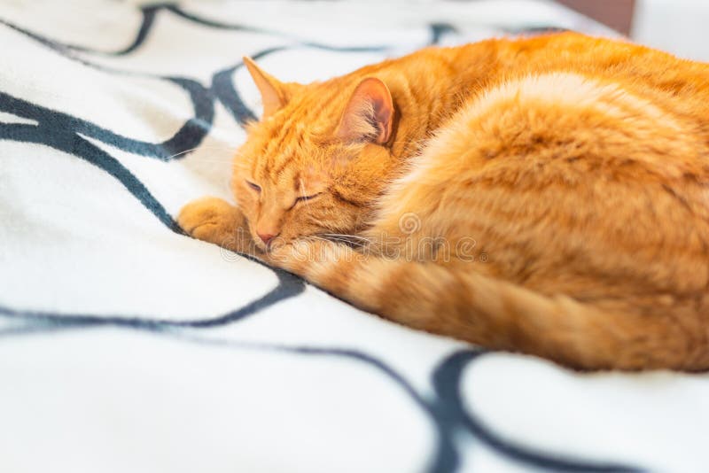 Fluffy Ginger Cat Sleeping Curled Up on Blanket. Stock Photo - Image of ...