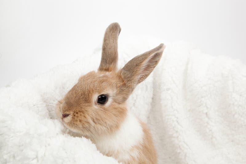 Ginger Rabbit Stock Images Download 1,058 Royalty Free Photos