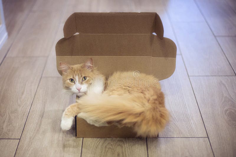 Ginger fluffy tabb katt som sitter i en låda. arkivfoton