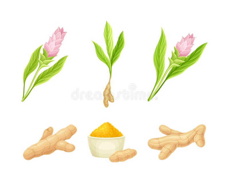 Ginger Herbal Plant Set. Blooming Flowers and Root Vector Illustration Stock Illustration