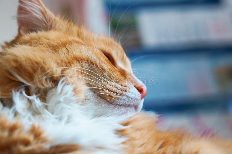 Well Maintained Clean Fluffy Cat, Ginger House Cat Stock Photo Image