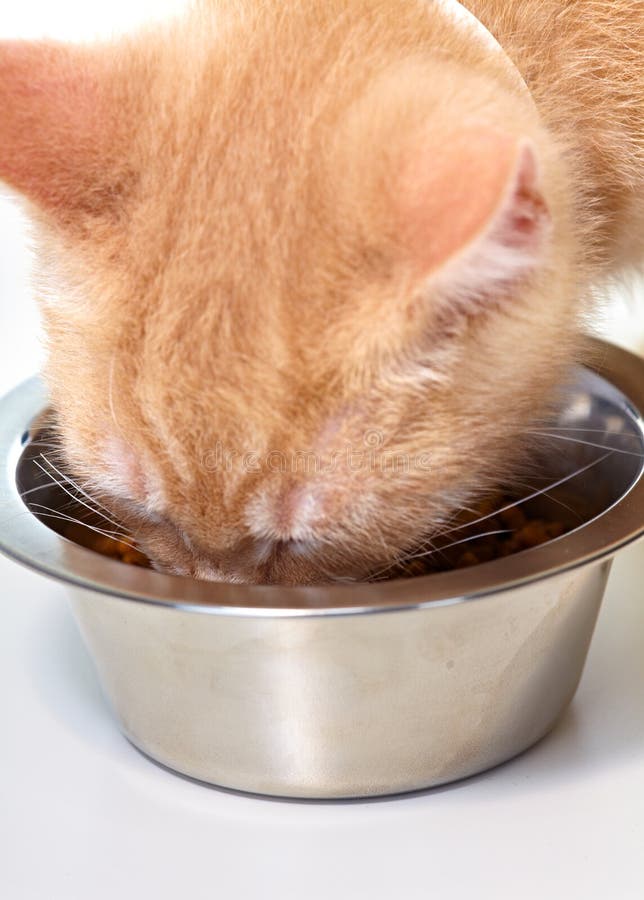 Ginger kitten cat eating stock image. Image of feed 141687927